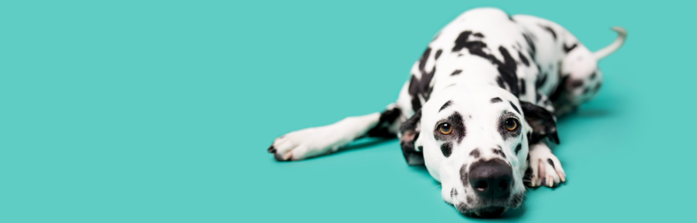 עליאקספרס על ארבע - 5 דברים שבעלי כלבים קונים בעליאקספרס