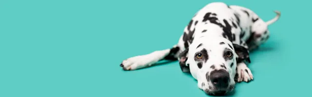 עליאקספרס על ארבע - 5 דברים שבעלי כלבים קונים בעליאקספרס