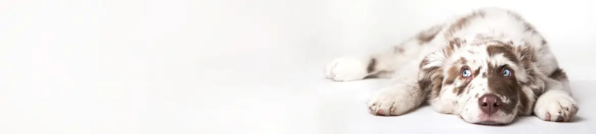 Dog.Com - דוג.קום  4% החזר כספי
