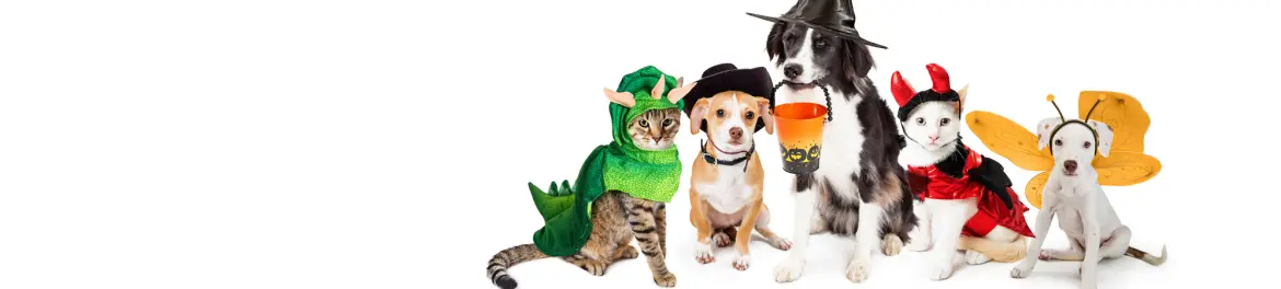 Pet Krewe  7% החזר כספי