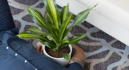 Plant It - פלאנט איט   -  4% החזר כספי