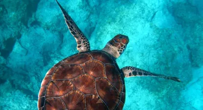 Iberostar -  4% החזר כספי