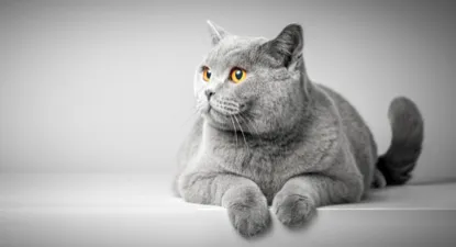 BudgetPetWorld -  7% החזר כספי