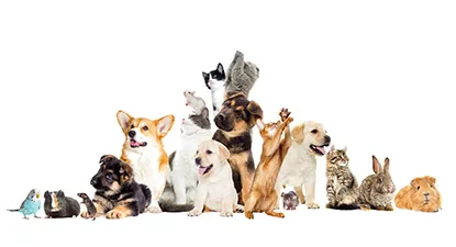 Pet Care Supplies -  7% החזר כספי